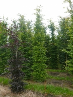 Carpinus betulus / Hainbuche 400-450 cm Solitär