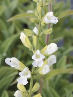 Salvia officinalis Alba  /