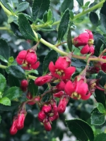 Escallonia 'Red Elf' / Andenstrauch 'Red Elf'