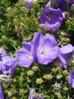 Campanula carpatica 'Blaue Clips' / Niedrige Garten-Glockenblume
