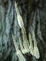 Cimicifuga simplex 'White Pearl' (Actaea simplex 'White Pearl') / Oktober-Silberkerze