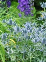 Eryngium bourgatii / Spanische Edeldistel