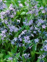 Amsonia orientalis / Orientalischer Blaustern