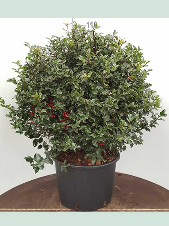 Stechpalme 'Blue Angel' Kugel / Ilex meserveae 'Blue Angel' Kugel