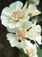 Alcalthea suffrutescens 'Parkallee' / Bastardmalve 'Parkallee'