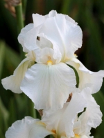 Iris barbata-elatior Cliffs of Dover  /