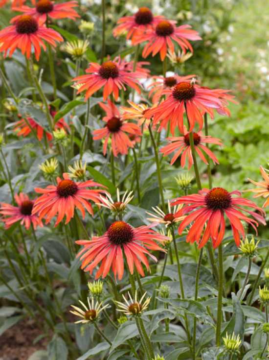 Image of Echinacea purpurea hot summer image 4