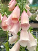 Digitalis purpurea 'Apricot' / Fingerhut
