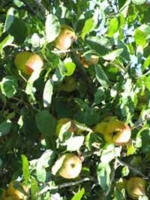 Malus domestica 'Gelber Boskoop' / Apfel 'Gelber Boskoop'