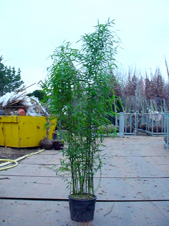 Bisset Bambus / Phyllostachys bissetii günstig kaufen