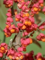 Euonymus europaeus / Pfaffenhütchen