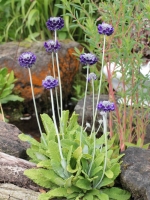 Primula capitata ssp. mooreana  /