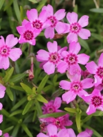 Phlox subulata Zwergenteppich  /
