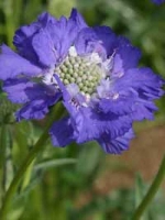 Scabiosa caucasica 'Perfecta' / Garten Skabiose