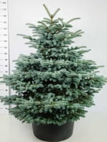 Picea pungens 'Montgomery' / Stech-Fichte 'Montgomery'