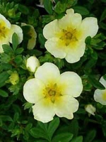 Potentilla fruticosa 'Limelight' / Fünffingerstrauch 'Limelight'