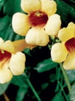 Campsis radicans 'Judy' / Amerikanische Klettertrompete 'Judy'