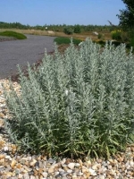 Artemisia ludoviciana 'Silver Queen' / Silberraute