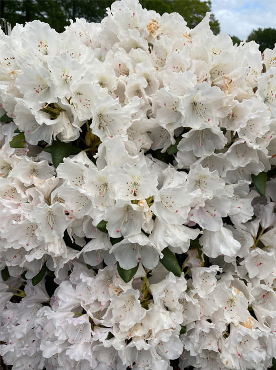 Rhododendron 'Crete' / Rhododendron yakushimanum 'Crete' günstig kaufen