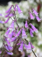Penstemon hirsutus  /