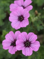 Geranium cinereum Sateene  /