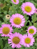 Erigeron glaucus 'Sea Breeze ®' / Berufkraut