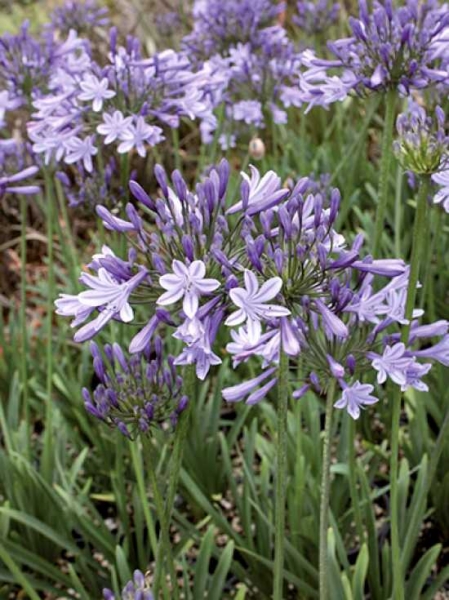 Agapanthus africanus 'Peter Pan' / Afrikanische Schmucklilie 'Peter Pan'