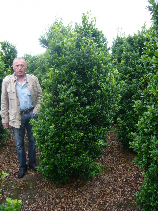 Stechpalme / Ilex günstig in TopBaumschulqualität kaufen