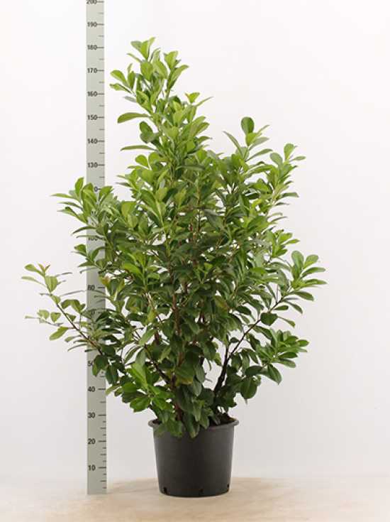 Kirschlorbeer / Prunus ideal als Heckenpflanze, Solitär oder