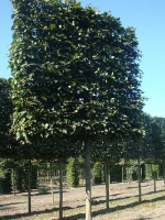 Carpinus betulus / Hainbuche / Weißbuche 'Hochstamm-Spalier' H:160 B:160 T:20 (Stamm 210 cm)