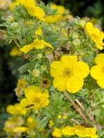 Potentilla fruticosa 'Goldfinger' / Fünffingerstrauch 'Goldfinger'
