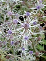 Eryngium variifolium / Atlas-Mannstreu