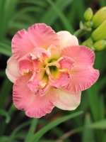 Hemerocallis cultorum Lacy Doily  /