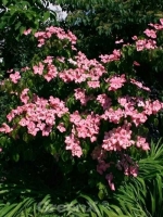 Cornus florida 'Rubra' / Roter Blumen-Hartriegel