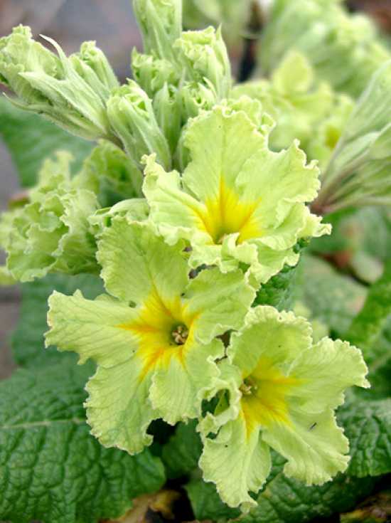 Primel Primula Steingartenstauden Stauden Baumschule NewGarden