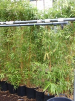 Phyllostachys aureosulcata 'Spectabilis' / Flachrohr-Bambus 175-200 cm im 25-Liter Container