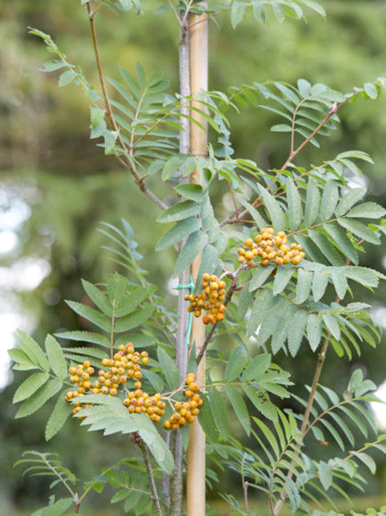 Vogelbeere Eberesche Fingerprint Sorbus Aucuparia Fingerprint