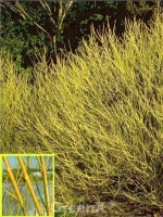 Cornus stolonifera 'Flaviramea' / Gelbholz-Hartriegel