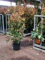 Photinia fraseri 'Red Robin' / Glanzmispel 125-150 cm im 15-Liter Container