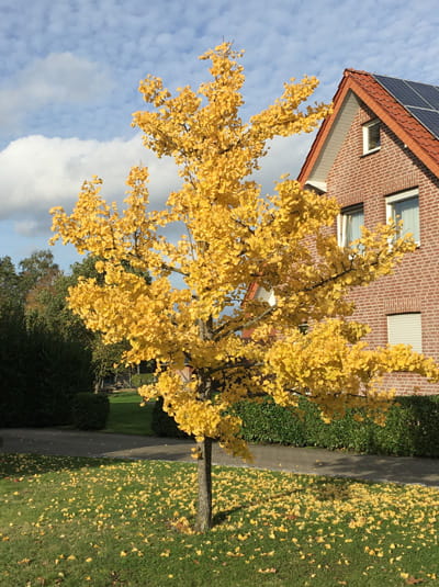 Ginkgobaum / Fächerblattbaum / Ginkgo biloba günstig kaufen