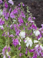 Digitalis purpurea 'Monstrosa' / Fingerhut