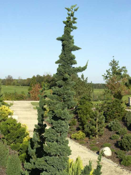 Scheinzypresse 'Wissel's Saguaro' / Chamaecyparis lawsoniana 'Wissel's ...