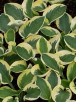 Hosta tokudama 'Brim Cup' / Löffelblatt-Funkie 'Brim Cup'