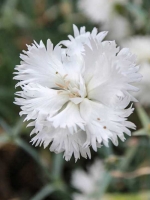 Dianthus plumarius 'Maischnee (Albus Plenus)' / Garten-Feder-Nelke 'Maischnee (Albus Plenus)'