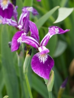 Iris versicolor Tina  /