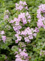 Thymus serpyllum 'Elfin' / Sand-Thymian, Teppich-Thymian