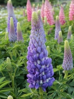 Lupinus polyphyllus (vegetativ) Persian Slipper ®  /