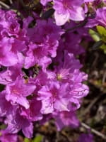Rhododendron obtusum 'Blue Danube' / Japanische Azalee 'Blue Danube'