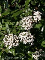 Viburnum 'Pragense' / Prager Schneeball