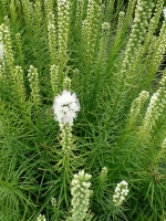 Liatris spicata 'Floristan Weiß' / Ährige Garten-Prachtscharte 'Floristan Weiß'